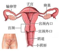 预防阴道炎要注意哪些事项
